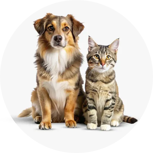 Pet Supplies